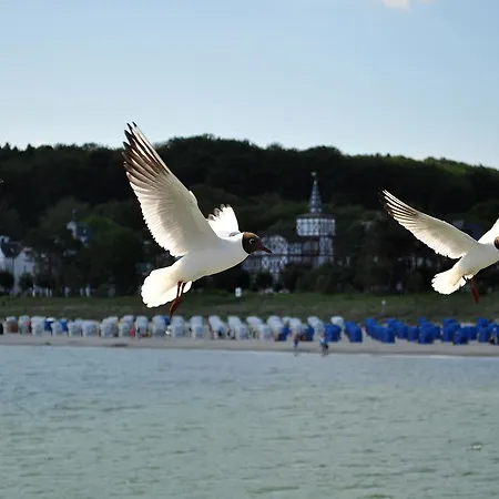 Ferienwohnung Stranddistel 1.4 - Direkt Am Villa Binz